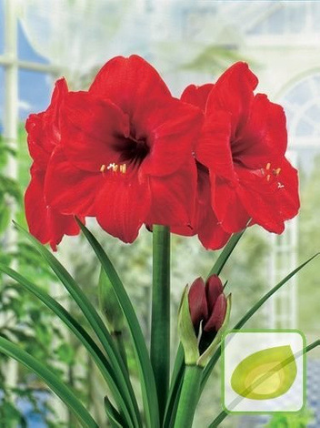 Zwartnica Hippeastrum Red Lion 1 Szt Sklep Cebule Pl