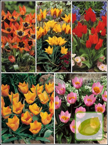 Zestaw Tulipany Botaniczne Sklep Cebule Pl