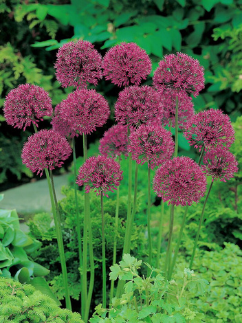 Czosnek Allium Purple Sensation Szt Sklep Cebule Pl