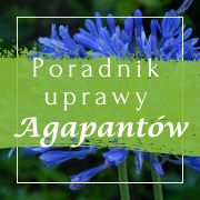 Agapant (Agapanthus) - uprawa, sadzenie, charakterystyka