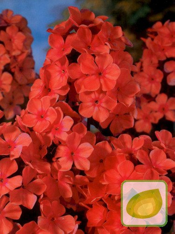 Floks (Phlox) Orange Perfection