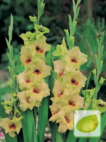 Mieczyk (Gladiolus) Erin