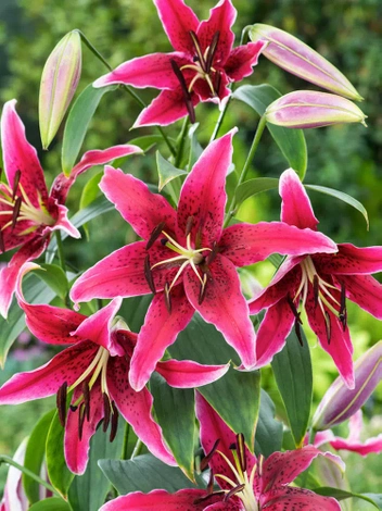 Lilia (Lilium) Drzewiasta 'Miss Feya'  1 szt.