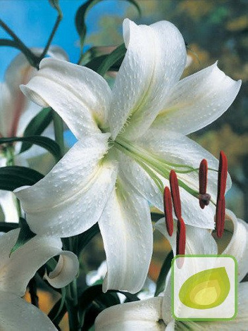 Lilia Tania (Lilium) Olivia