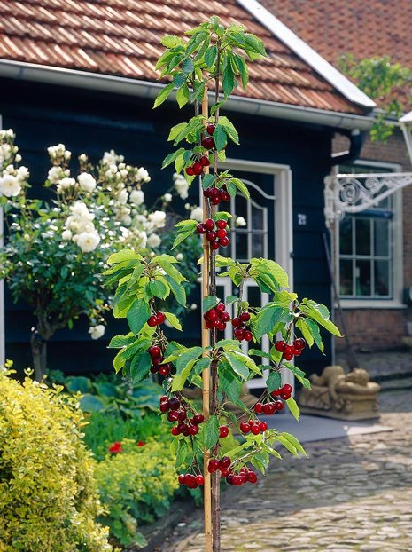 Czereśnia kolumnowa (Sweet cherry) 'Silva ®'