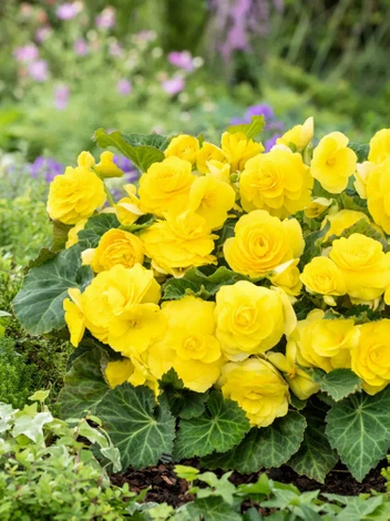 Begonia (Begonia) Double Yellow 1 szt.