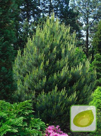 Nasiona Sosna Pinia - Pinus Pinea