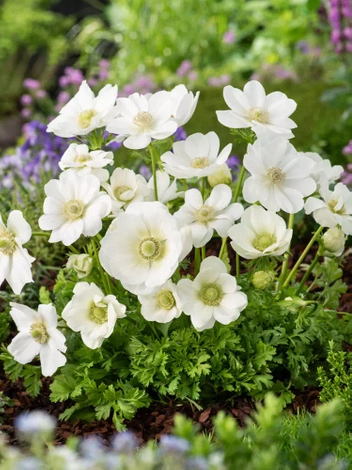 Zawilec (Anemone) Pojedynczy 'The Bride' 5 szt.