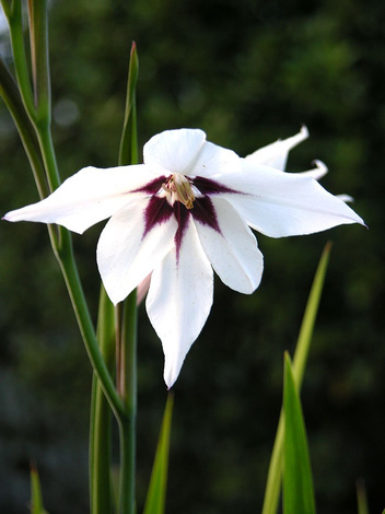 Mieczyk abisyński (Acidanthera bicolor)