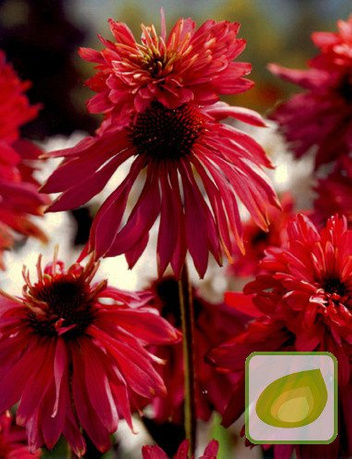 Jeżówka (Echinacea) Doubledecker