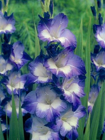 Mieczyk (Gladiolus) Nori