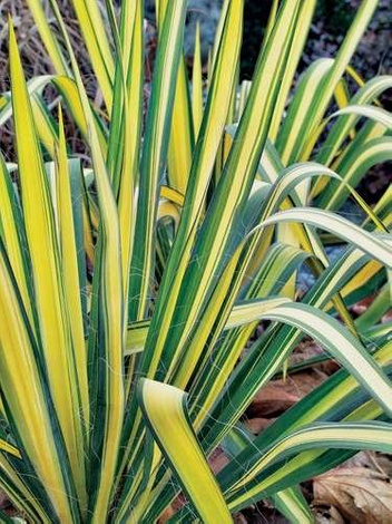 Juka karolińska (Yucca filamentosa) 'Color Guard'