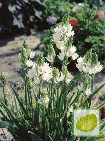 Śniedek (Ornithogalum) Thyrsoides