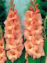 Mieczyk Tani (Gladiolus) 'Jessica'