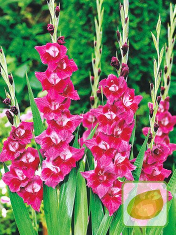 Megapaczka Mieczyk (Gladiolus) 'Velvet Eyes'