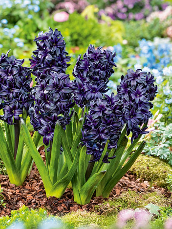 Hiacynt (Hyacinthus) 'Dark Dimension' 1 szt.