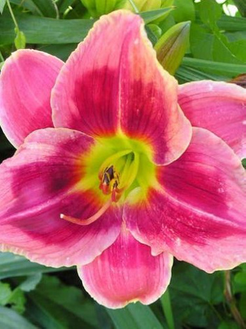 Liliowiec (Hemerocallis) Key To My Heart