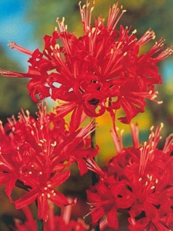 Likoris (Lycoris) Radiata