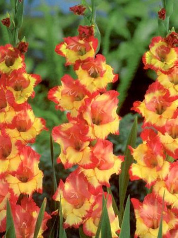 MEGAPAKA Mieczyk (Gladiolus) Pr. Margaret Rose