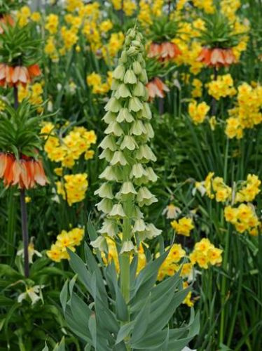 Szachownica (Fritillaria) Persica Ivory Bells