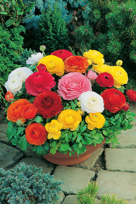 Jaskier (Ranunculus asiaticus) Mix 20 szt.