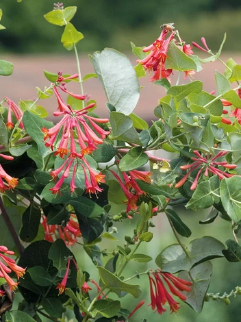 Wiciokrzew (Lonicera sempervirens) 'Blanche Sandman'