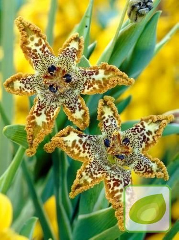 Pajęcza Lilia (Ferraria) 'Crispa'