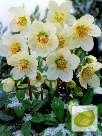 Ciemiernik (Helleborus) Niger