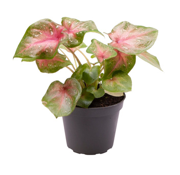 Kaladium Casey (Caladium Casey) 