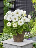 Zawilec (Anemone coronaria) 'Mount Everest' 5 szt.