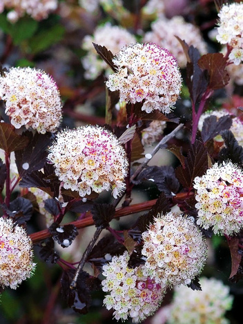 Pęcherznica (Physocarpus) 'Luteus' - Krzew Ozdobny