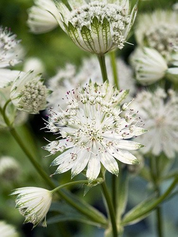 Jarzmianka wieksza (Astrantia major alba) 1 szt.