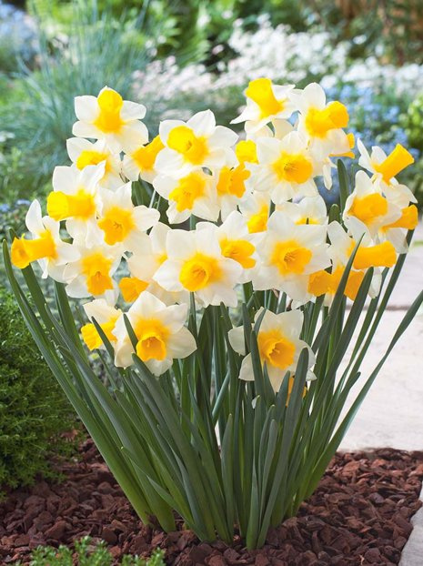 Narcyz (Narcissus) Golden Echo