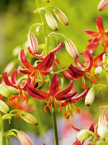 Lilia (Lilium) 'Claude Shride'