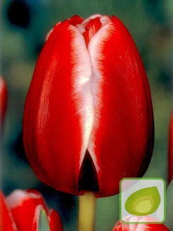 Tulipan Armani (Tulipa) 5 szt.