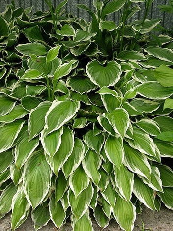 Funkia (Hosta) 'Green Gold'