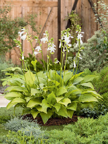 Funkia (Hosta) 'Royal Standard'