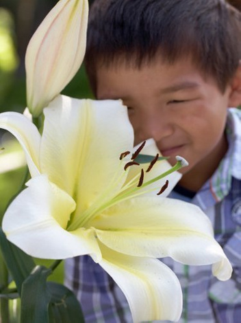 Lilia (Lilium) 'Big Brother'