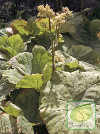 Rodgersja Kasztanowcolistna (Rodgersia) Tabularis