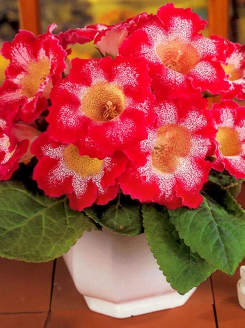 Gloksynia Gloxinia (Sinningia) 'Tigrinia Red'