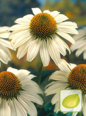 Jeżówka (Echinacea) White Swan