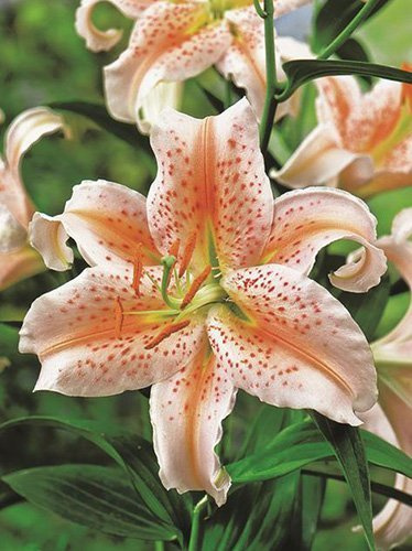 Lilia (Lilium) 'Salmon Star'