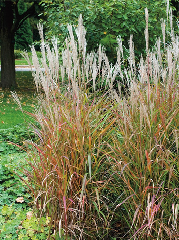 Trawa Ozdobna Miskant Chiński (Miscanthus chinensis) 'Purpurascens'