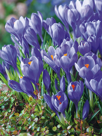 Krokus Wielkokwiatowy (Crocus) 'Remembrance' 10 szt.