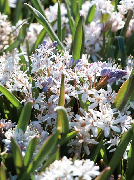 Cebulica (Scilla bifolia) Różowa 10 szt.