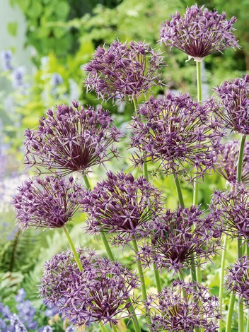 Czosnek Ozdobny (Allium) 'Metallic Shine' 3 szt