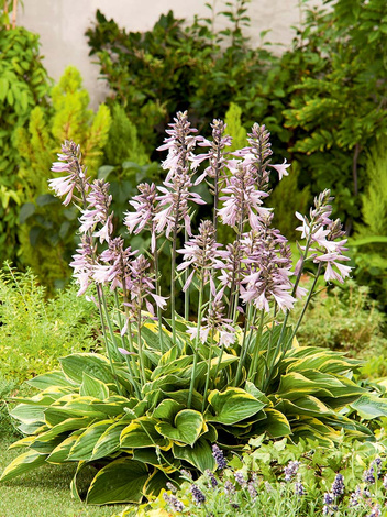 Funkia (Hosta) 'Aureomarginata'