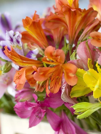 Alstremeria (Alstroemeria) Mix 5 szt.