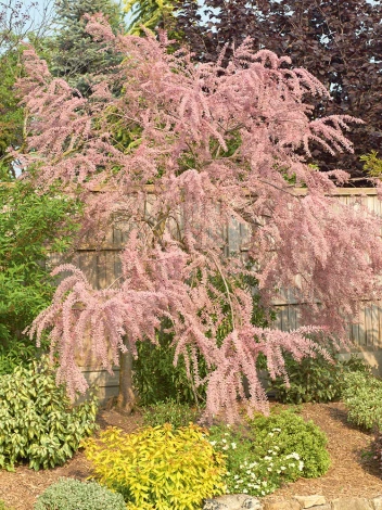 Tamaryszek  drobnokwiatowy (Tamarix parviflora)