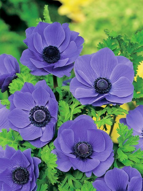 Zawilec (Anemone) 'Mr. Fokker' 5 szt.